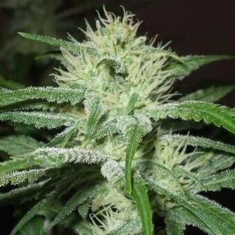 Auto Speed Bud - Female Seeds