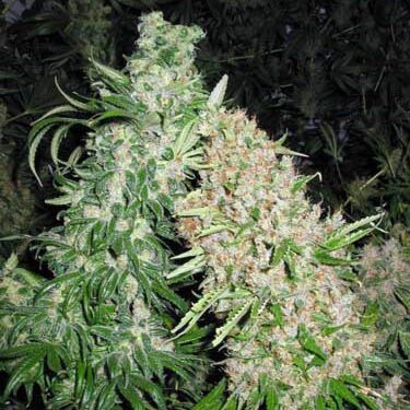 Skunk Special - Female Seeds