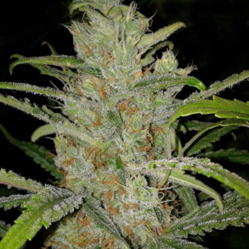 White Grapefruit - Female Seeds
