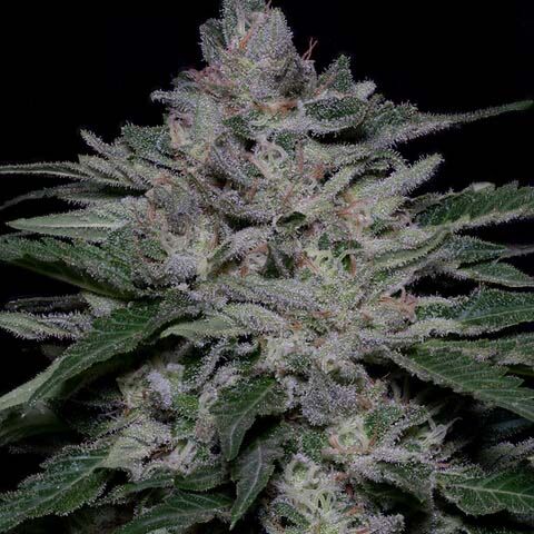 Fire OG Kush - Big Head Seeds