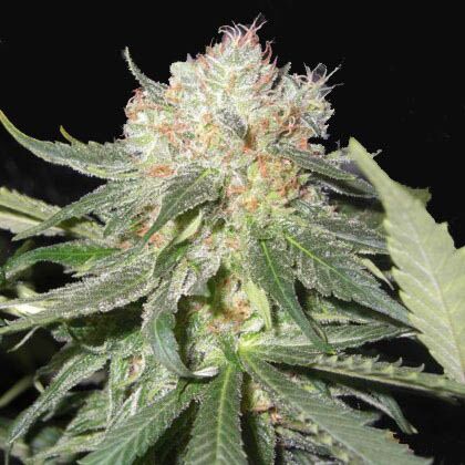 Kush van Stitch - Flash Seeds