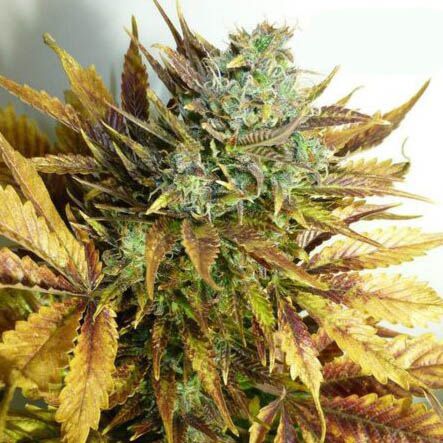 Purple Sirius Kush - Flash Seeds