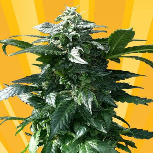 Diesel Devil Auto - Freedom of Seeds