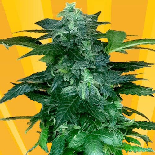 Pixie Punch Auto - Freedom of Seeds