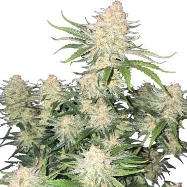 Frostbanger Auto - FastBuds