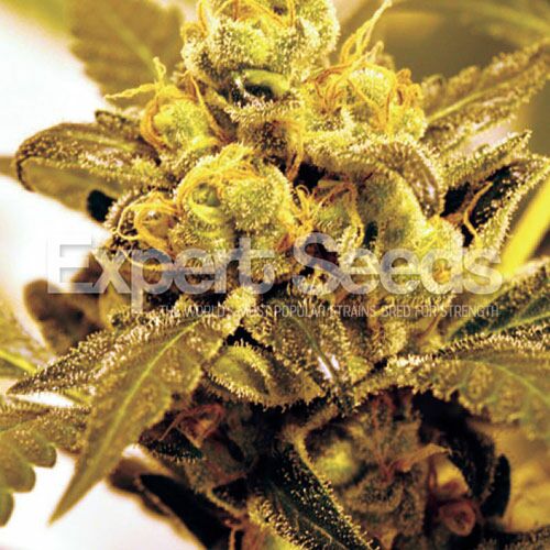 Fruit Salad - Expert Seeds