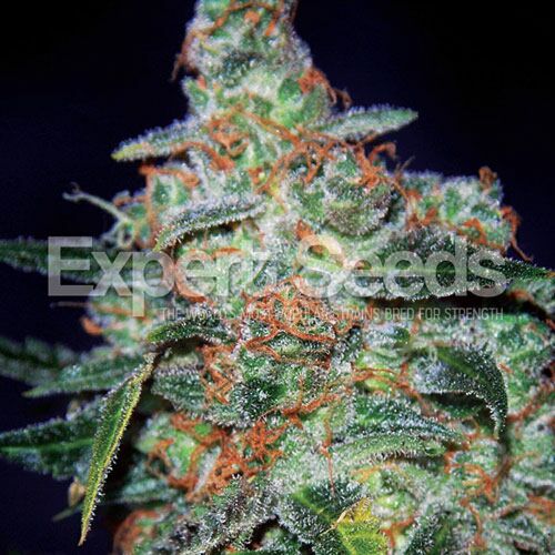 Cheese Auto - Expert Seeds