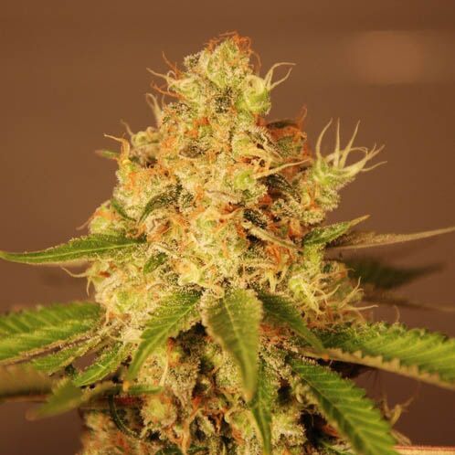 Diesel Auto - G13 Labs