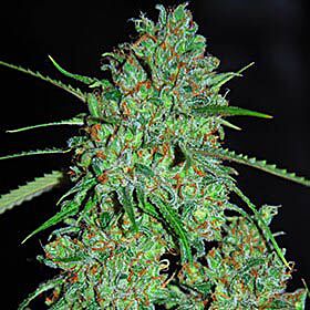 White Critical - G13 Labs