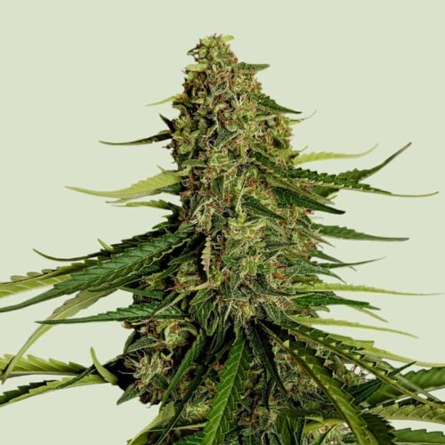 Gaia F1 Hybrid - Royal Queen Seeds