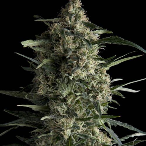 Galaxy CBD - Pyramid Seeds