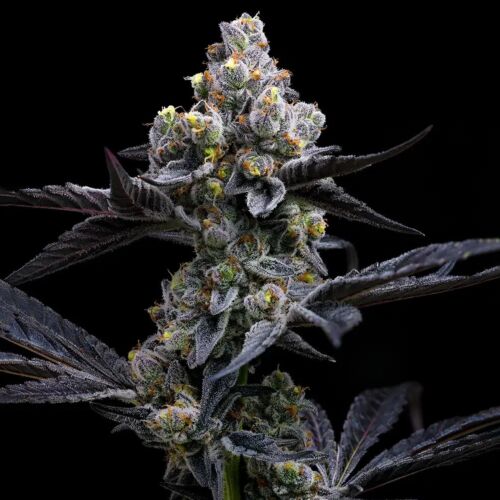 Garlic Cookies - Barney's Farm