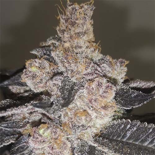 Gelato 242 - Medical Seeds
