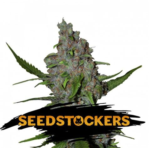 Gelato 41 Fast - Seedstockers