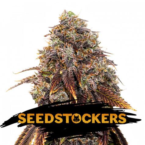 Gelato 41 - Seedstockers