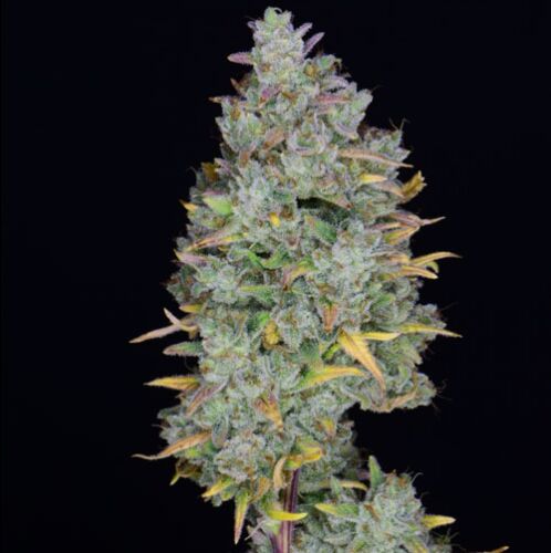 Gelato Auto - Huismerk