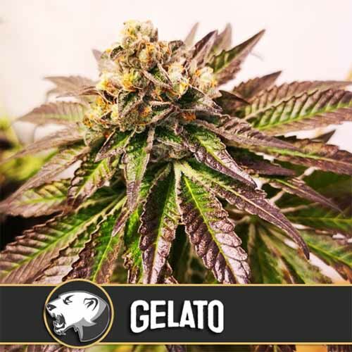 Gelato - Blimburn Seeds