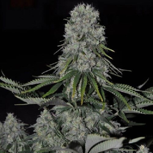 Kritikal Bilbo Auto - Genehtik Seeds autoflower