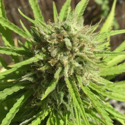 Kritikal Bilbo X AK47 - Genehtik Seeds