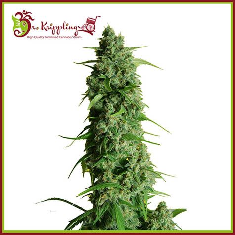 Guy's Girl Scout Cookie Glue Auto aka GGG - Dr Krippling Seeds