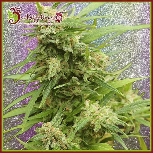 GHA Turbo Diesel Auto - Dr Krippling Seeds