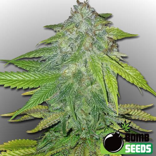 Ghost Train Bomb - Bomb Seeds