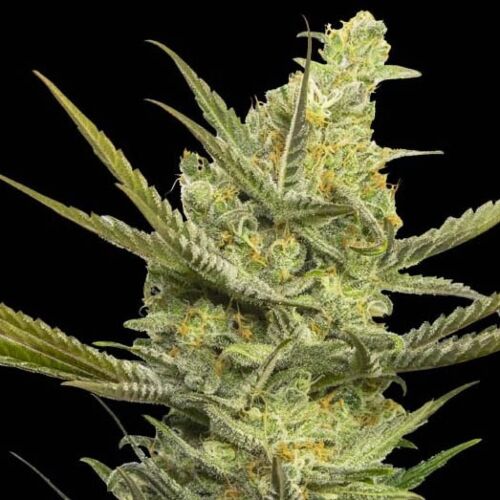 Gipsy Haze - Eva Female Seeds