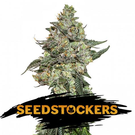 Girl Scout Cookies Auto - Seedstockers