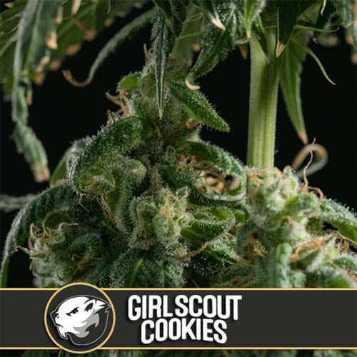 Girl Scout Cookies - Blimburn Seeds