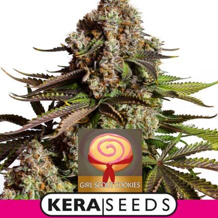 Girl Scout Cookies - Kera Seeds