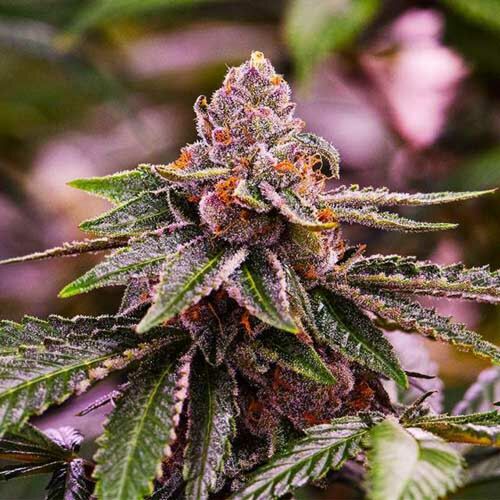 Girl Scout Cookies - Nirvana Seeds