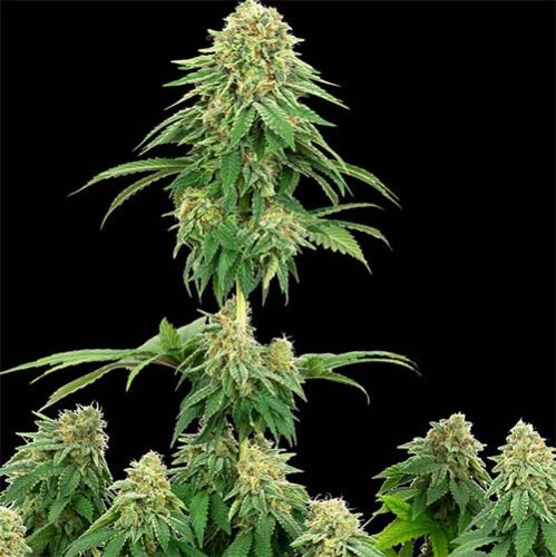 Girl Scout Cookies - White Label Seeds
