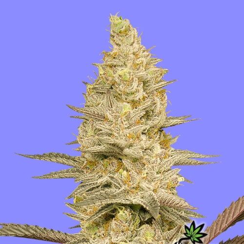 Glookie Bomb - Bomb Seeds