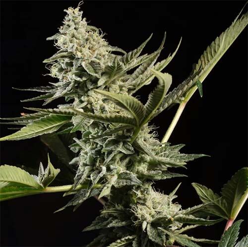 Glowstarz - Paradise Seeds