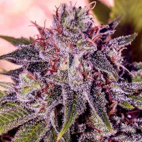 Gordomaster Kush - Positronics Seeds