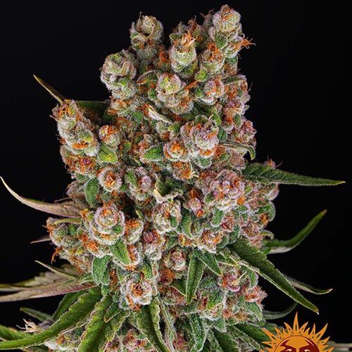 GMO Auto - Barney's Farm