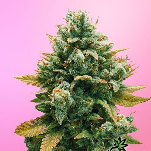 Godfather Bomb - Bomb Seeds