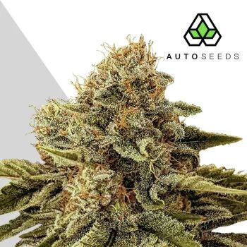 Godfather OG Auto - Auto Seeds