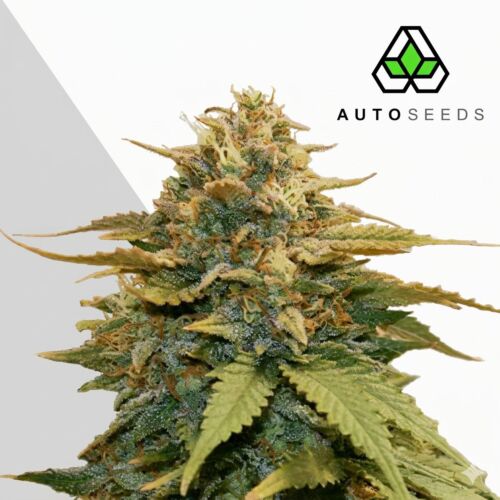 Gold Leaf Auto - Auto Seeds