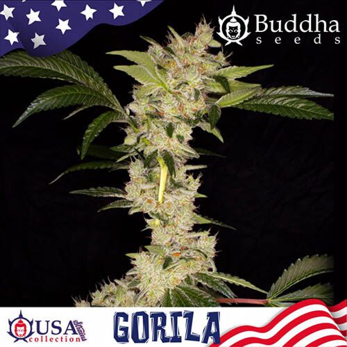 Gorila - Buddha Seeds
