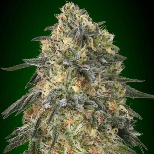 Gorilla - 00 Seeds