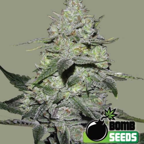 Gorilla Bomb - Bomb Seeds