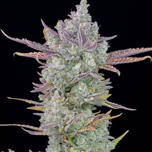 Gorilla Cookies Auto - FastBuds