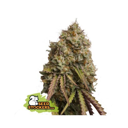 Gorilla Cookies - Seedstockers