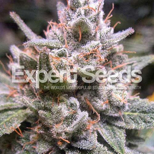 Expert Gorilla Auto - Expert Seeds