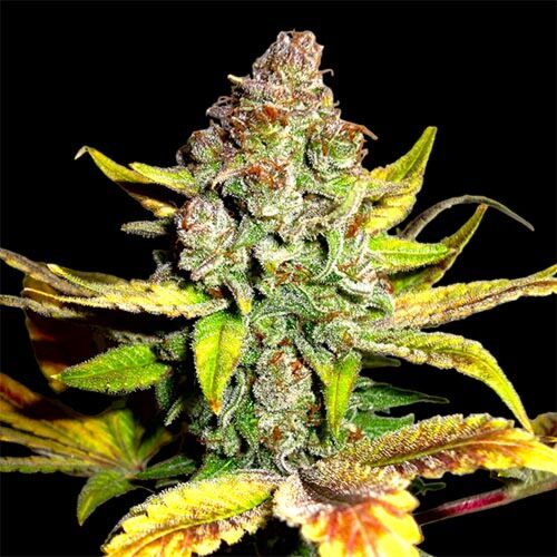 Gorilla Glue #4 - BSB Genetics