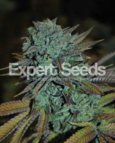 Expert Gorilla Glue - Expert Seeds