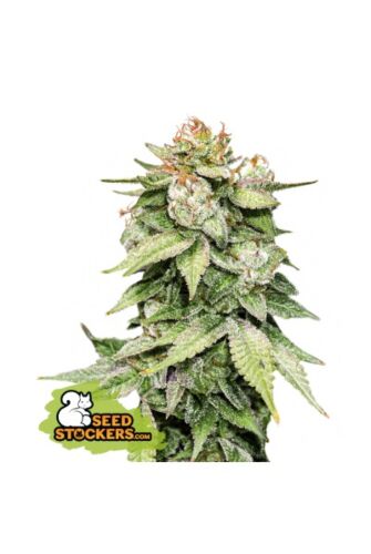 Gorilla Glue Auto - Seedstockers