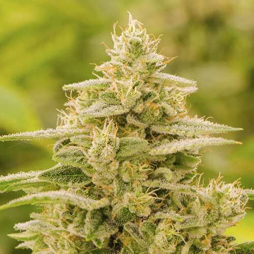 Gorilla Glue - Huismerk Wietzaadjes.nl