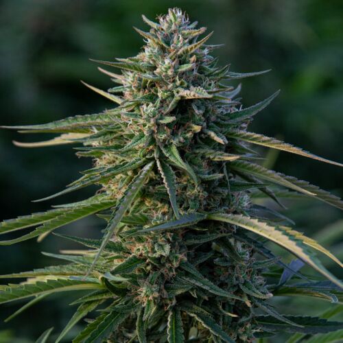 Gorilla Glue X Amnesia - Huismerk